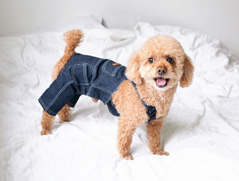 寵物狗服裝